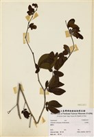 藏品(紅粉撲)的圖片